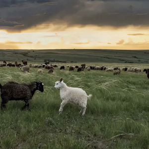 欧美一級黃色電影免費無毒不卡
